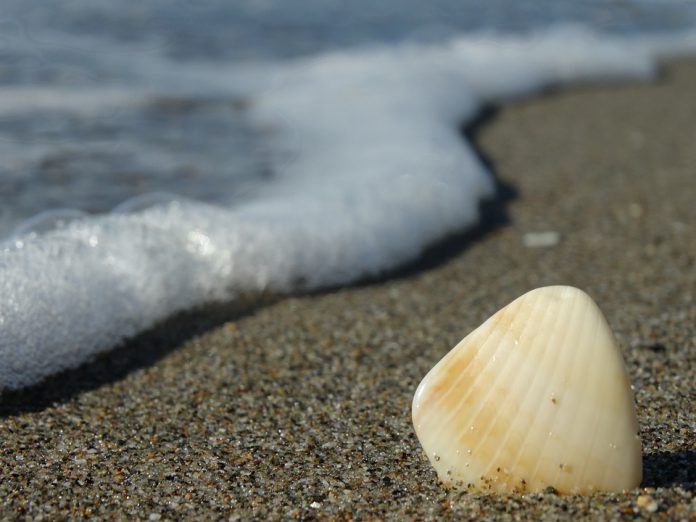 shell-2544830_960_720